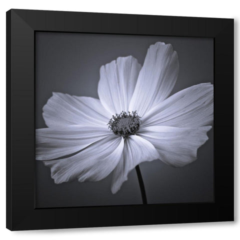 Cosmos flower Black Modern Wood Framed Art Print by Frank, Assaf