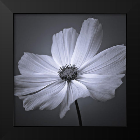 Cosmos flower Black Modern Wood Framed Art Print by Frank, Assaf
