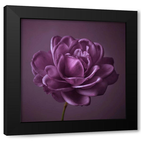 Single rose flower Black Modern Wood Framed Art Print by Frank, Assaf