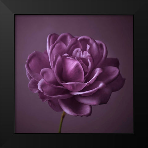 Single rose flower Black Modern Wood Framed Art Print by Frank, Assaf