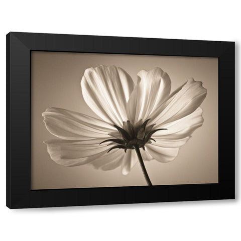 Cosmos flower Black Modern Wood Framed Art Print by Frank, Assaf