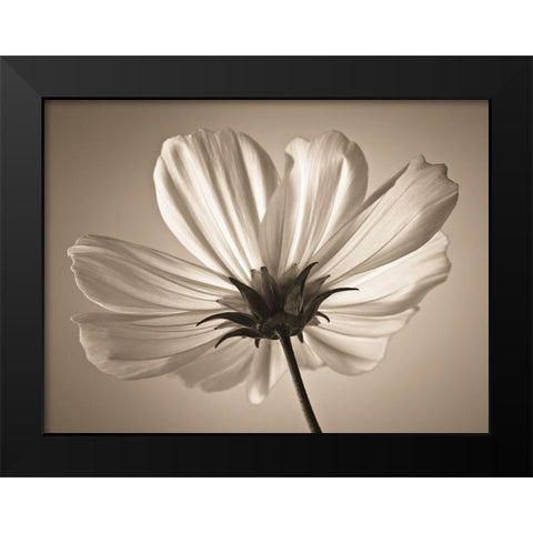 Cosmos flower Black Modern Wood Framed Art Print by Frank, Assaf