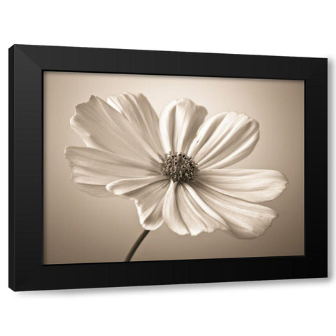 Cosmos flower Black Modern Wood Framed Art Print by Frank, Assaf