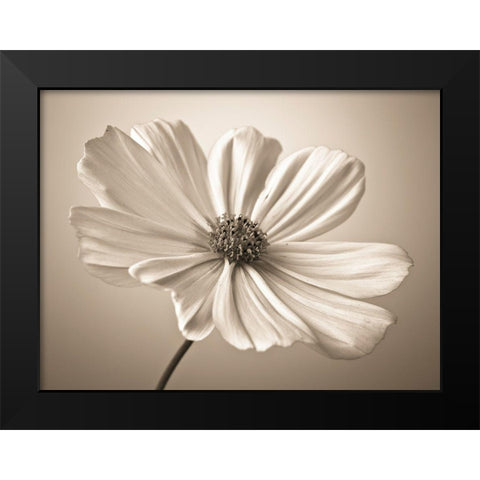 Cosmos flower Black Modern Wood Framed Art Print by Frank, Assaf