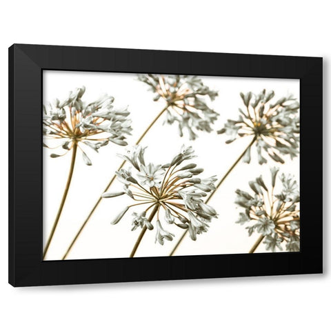 African Lilies Black Modern Wood Framed Art Print by Frank, Assaf