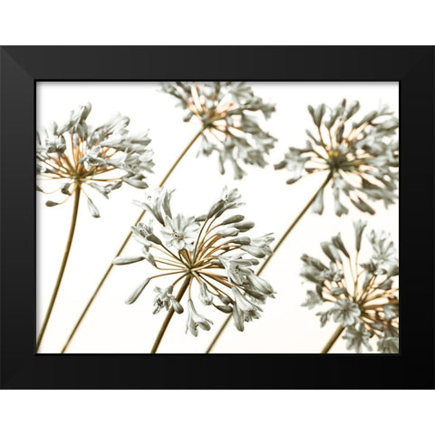 African Lilies Black Modern Wood Framed Art Print by Frank, Assaf