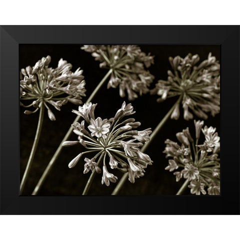 African Lilies Black Modern Wood Framed Art Print by Frank, Assaf