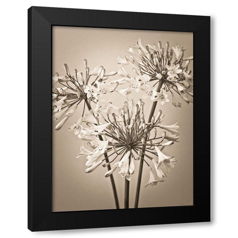 African Lilies Black Modern Wood Framed Art Print by Frank, Assaf