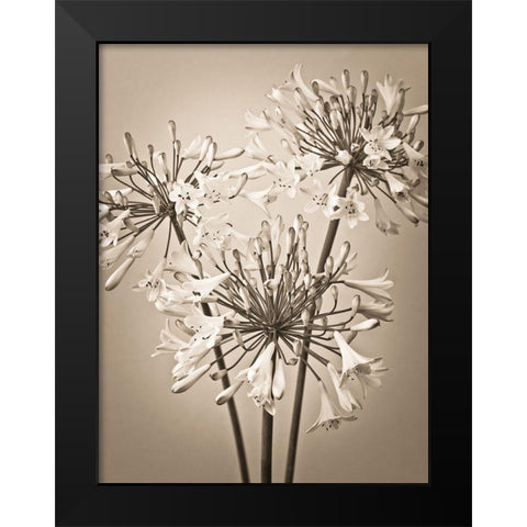 African Lilies Black Modern Wood Framed Art Print by Frank, Assaf