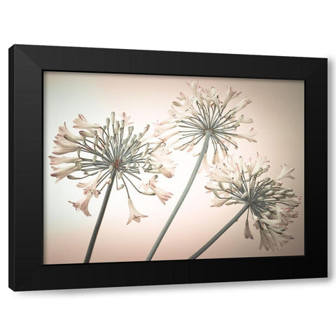 African Lilies Black Modern Wood Framed Art Print with Double Matting by Frank, Assaf