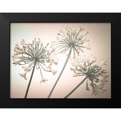 African Lilies Black Modern Wood Framed Art Print by Frank, Assaf