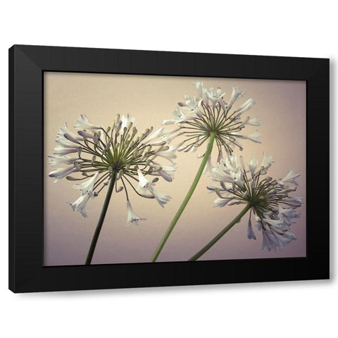African Lilies Black Modern Wood Framed Art Print by Frank, Assaf