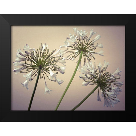 African Lilies Black Modern Wood Framed Art Print by Frank, Assaf