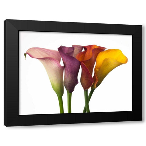 Four calla lilies Black Modern Wood Framed Art Print with Double Matting by Frank, Assaf