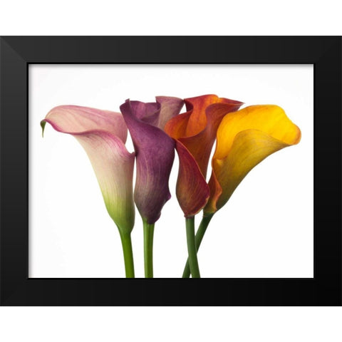 Four calla lilies Black Modern Wood Framed Art Print by Frank, Assaf