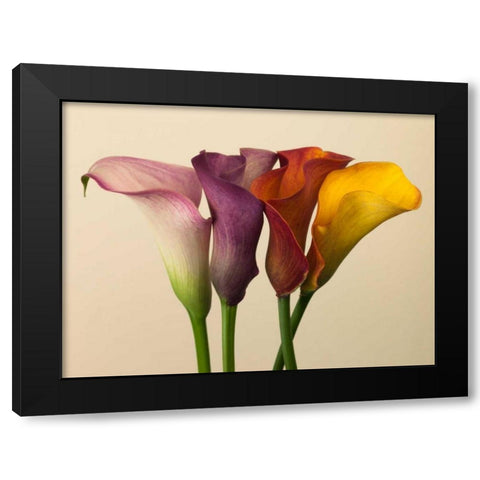 Four calla lilies Black Modern Wood Framed Art Print by Frank, Assaf