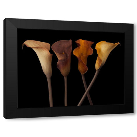 Four calla lilies Black Modern Wood Framed Art Print by Frank, Assaf