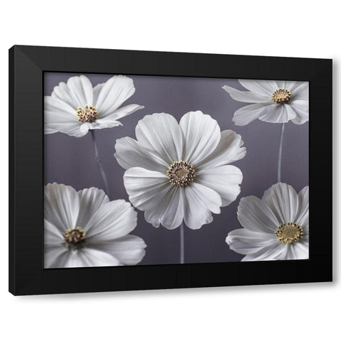 Cosmos flowers Black Modern Wood Framed Art Print by Frank, Assaf