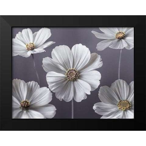 Cosmos flowers Black Modern Wood Framed Art Print by Frank, Assaf