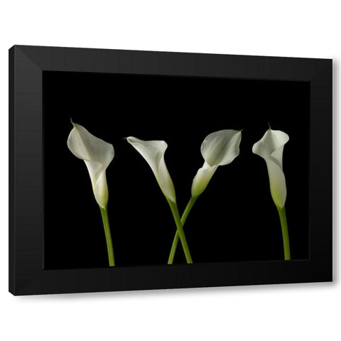 Calla lilies in a row Black Modern Wood Framed Art Print by Frank, Assaf