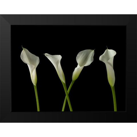 Calla lilies in a row Black Modern Wood Framed Art Print by Frank, Assaf