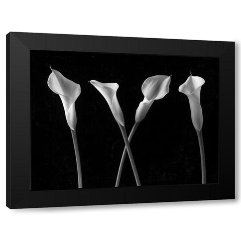 Calla lilies in a row Black Modern Wood Framed Art Print by Frank, Assaf