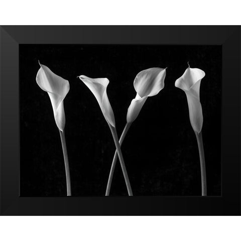 Calla lilies in a row Black Modern Wood Framed Art Print by Frank, Assaf