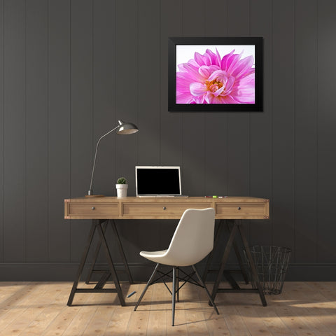 Dahlia Flower Black Modern Wood Framed Art Print by Frank, Assaf