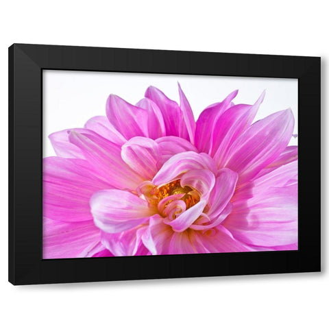 Dahlia Flower Black Modern Wood Framed Art Print with Double Matting by Frank, Assaf