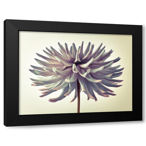 Dahlia Flower Black Modern Wood Framed Art Print by Frank, Assaf