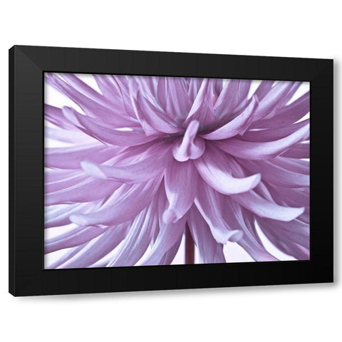 Dahlia Flower Black Modern Wood Framed Art Print by Frank, Assaf