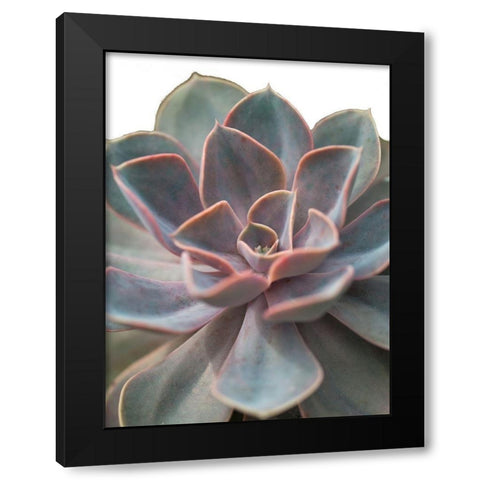 Close-up of Echeveria flower Black Modern Wood Framed Art Print by Frank, Assaf