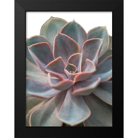 Close-up of Echeveria flower Black Modern Wood Framed Art Print by Frank, Assaf
