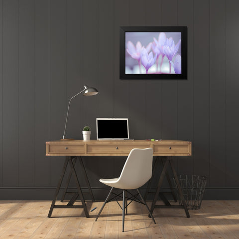 Crocus flowers Black Modern Wood Framed Art Print by Frank, Assaf