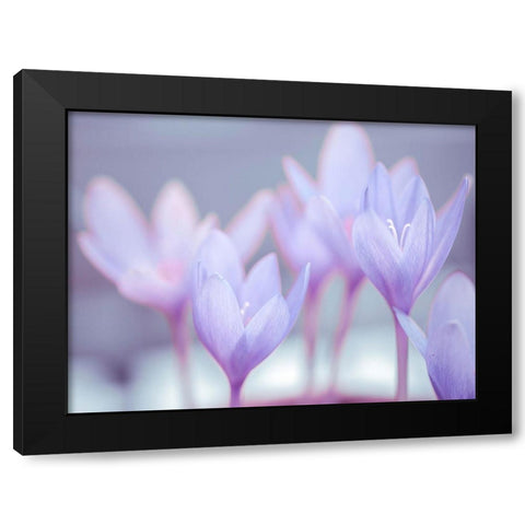 Crocus flowers Black Modern Wood Framed Art Print by Frank, Assaf