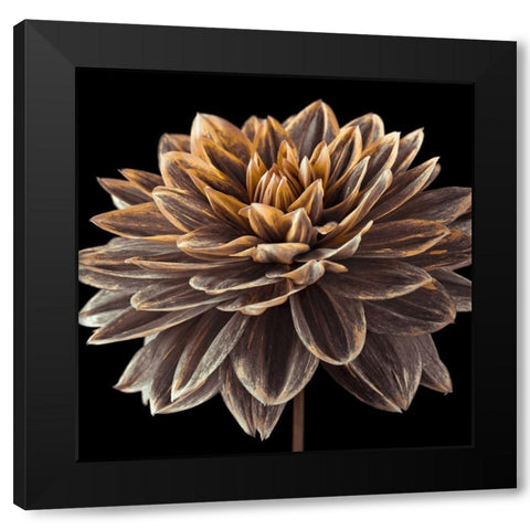 Dahlia flower close-up Black Modern Wood Framed Art Print by Frank, Assaf