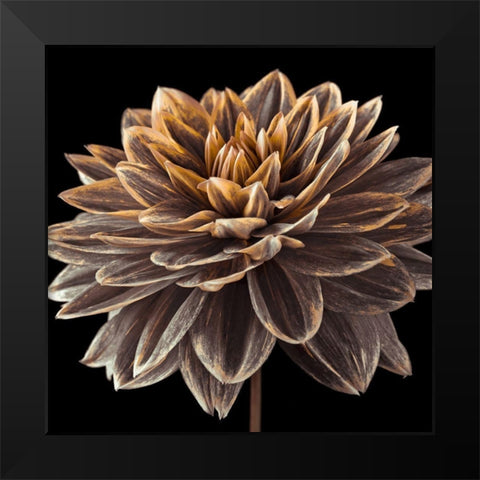 Dahlia flower close-up Black Modern Wood Framed Art Print by Frank, Assaf