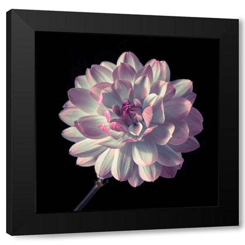 Dahlia flower close-up Black Modern Wood Framed Art Print by Frank, Assaf