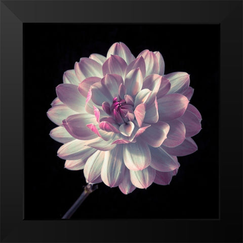 Dahlia flower close-up Black Modern Wood Framed Art Print by Frank, Assaf