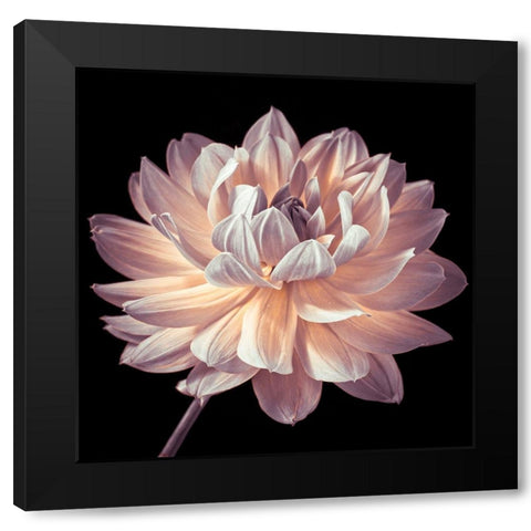 Dahlia flower close-up Black Modern Wood Framed Art Print by Frank, Assaf