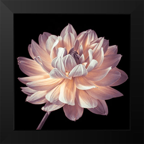 Dahlia flower close-up Black Modern Wood Framed Art Print by Frank, Assaf