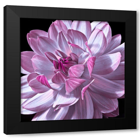 Dahlia flower close-up Black Modern Wood Framed Art Print by Frank, Assaf