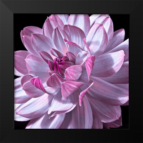 Dahlia flower close-up Black Modern Wood Framed Art Print by Frank, Assaf