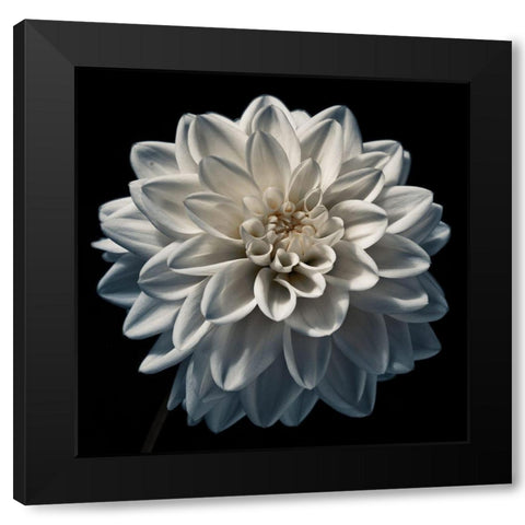Dahlia flower close-up Black Modern Wood Framed Art Print by Frank, Assaf