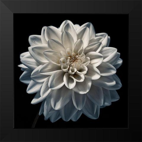 Dahlia flower close-up Black Modern Wood Framed Art Print by Frank, Assaf