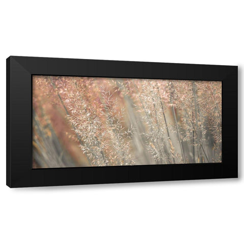 Fountain grass Black Modern Wood Framed Art Print with Double Matting by Frank, Assaf