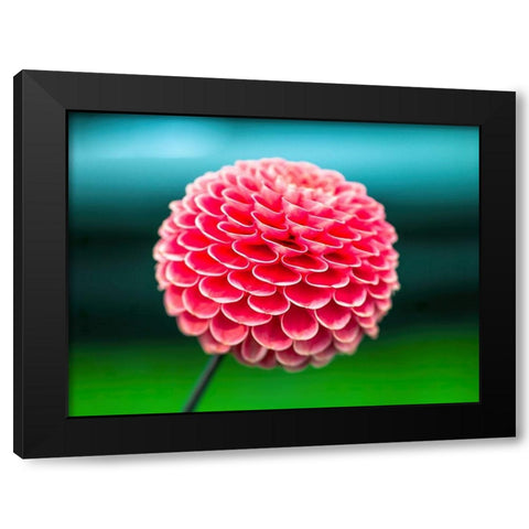Dahlia flowers Black Modern Wood Framed Art Print with Double Matting by Frank, Assaf