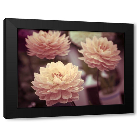 Dahlia Flowers Black Modern Wood Framed Art Print by Frank, Assaf
