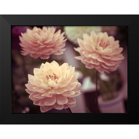 Dahlia Flowers Black Modern Wood Framed Art Print by Frank, Assaf
