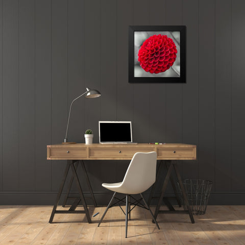 Dahlia Flowers Black Modern Wood Framed Art Print by Frank, Assaf